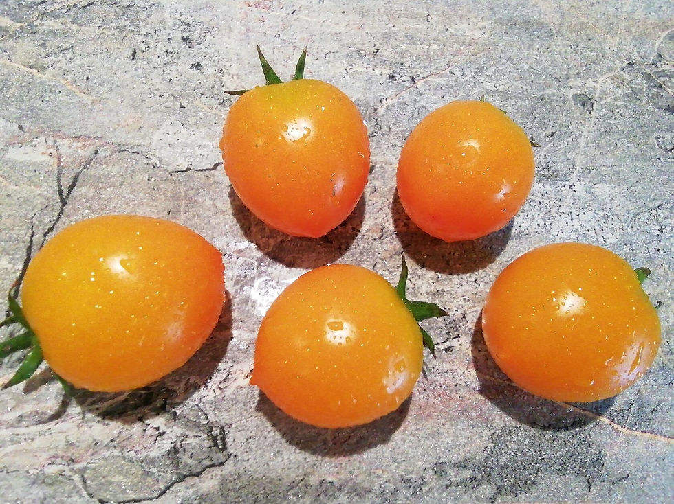 1376 - Pendulina Orange \ Пендулина оранжевая