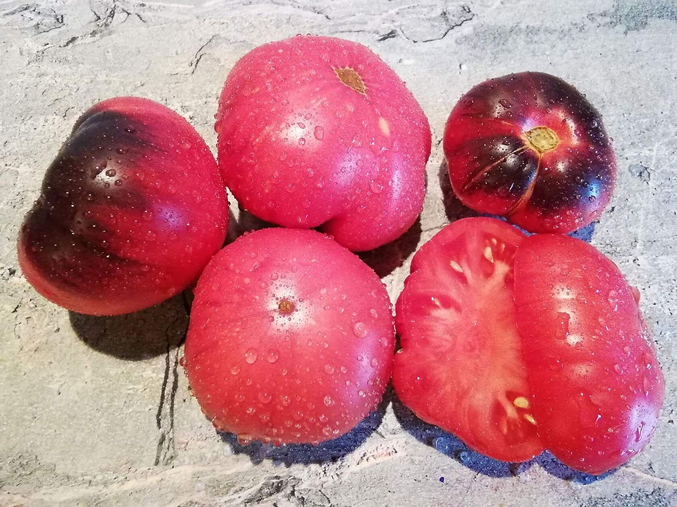 3286-MAR AZUL / Синее море