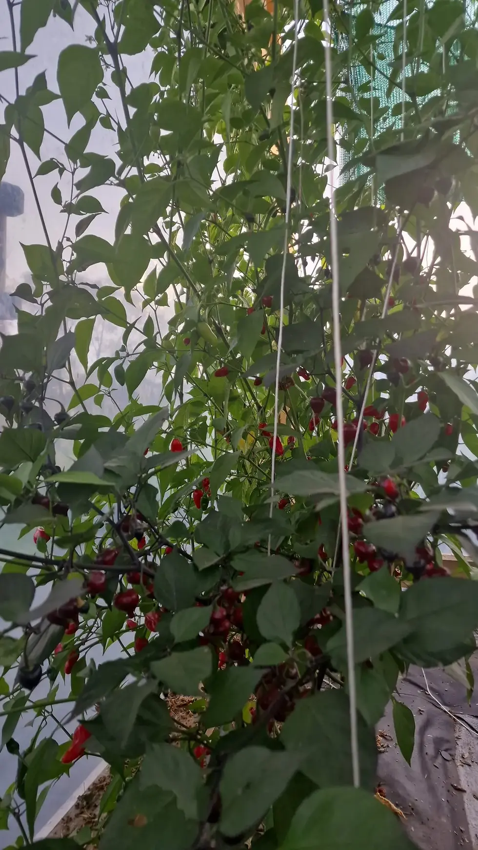 Thumbnail: HP086 - Chulpetinho black / Чулпетиньо чёрный