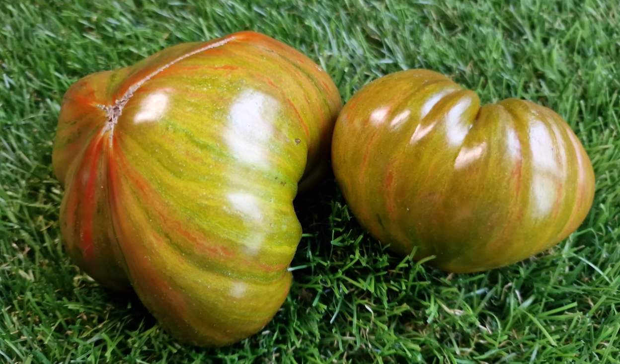 5327А - Bronze Striped Strawberry F7 / Бронзовая Клубника полосатая