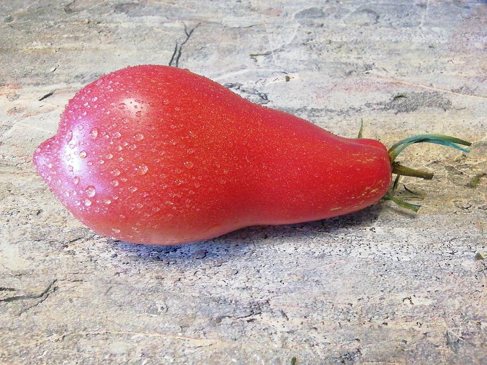 Миниатюра: 3761 - Pink Mace  / Розовая булава