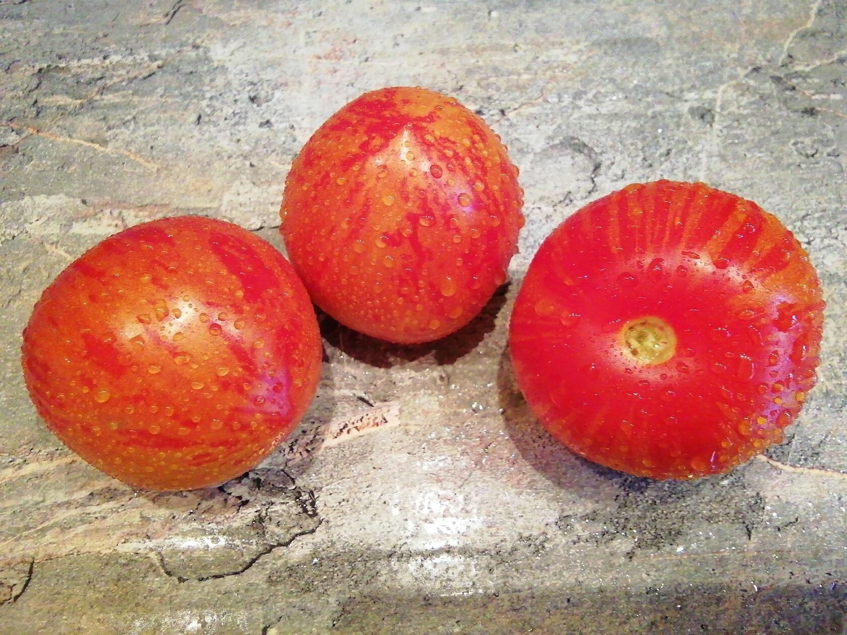 2089 - Red Zebra  / Зебра красная