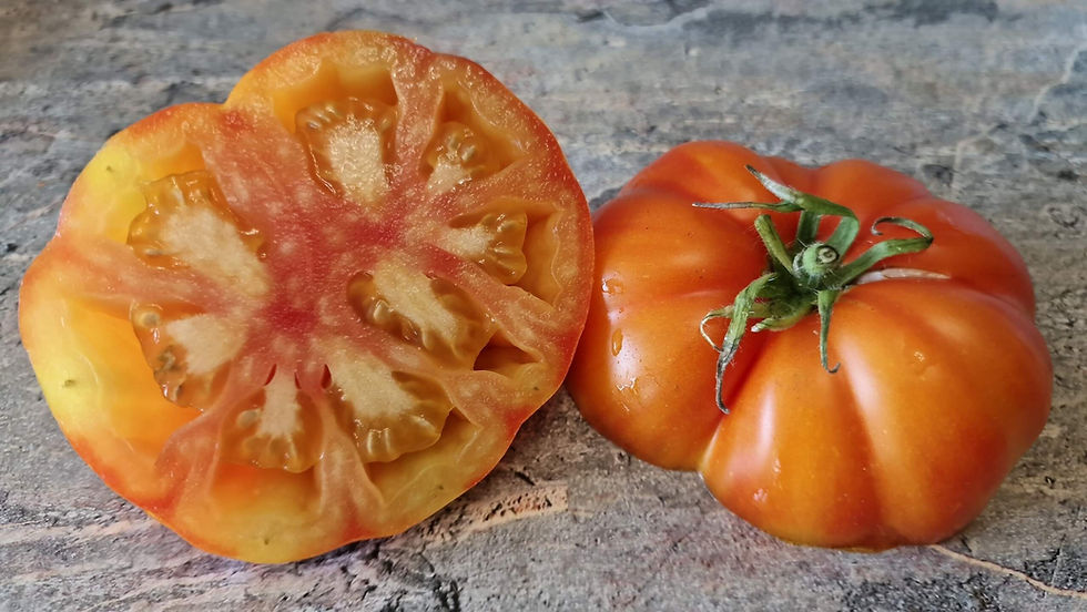 Thumbnail: 4285 - Kozula 141/2 bicolor / Козула 141/2 биколор