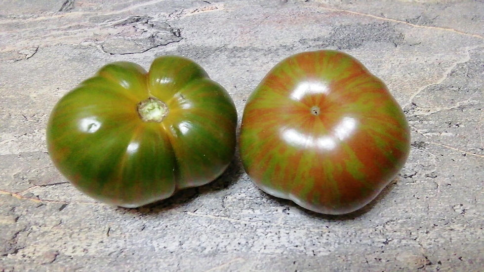 2782- Funky Viper Dwarf \ Гном танцующая гадюка