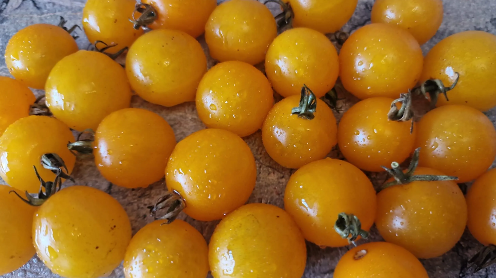 1947 - Ampelous Golden bunch / Ампельный Золотая гроздь