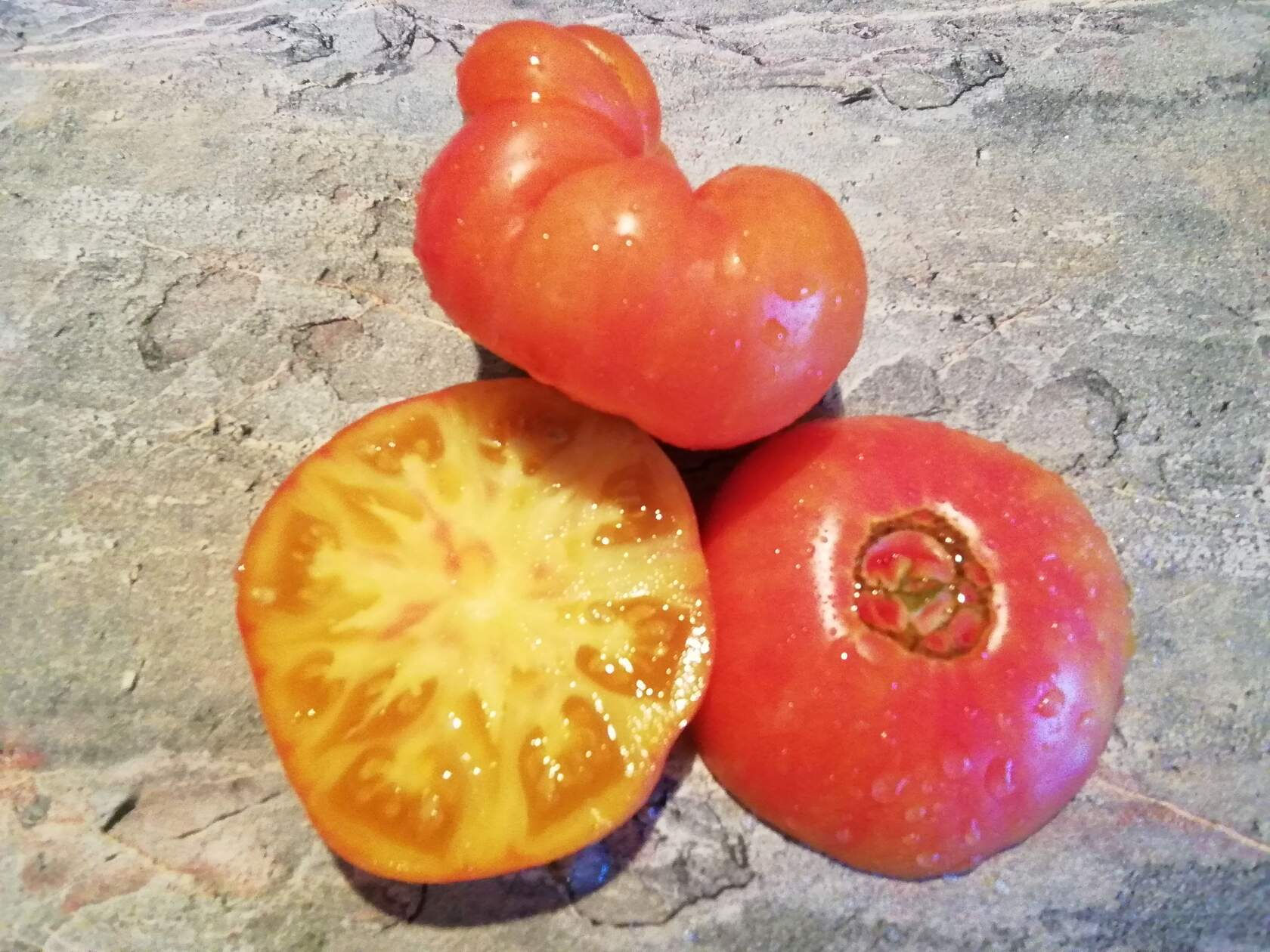 3199 - Zebra Giant Вi-color / Зебра гигант биколор