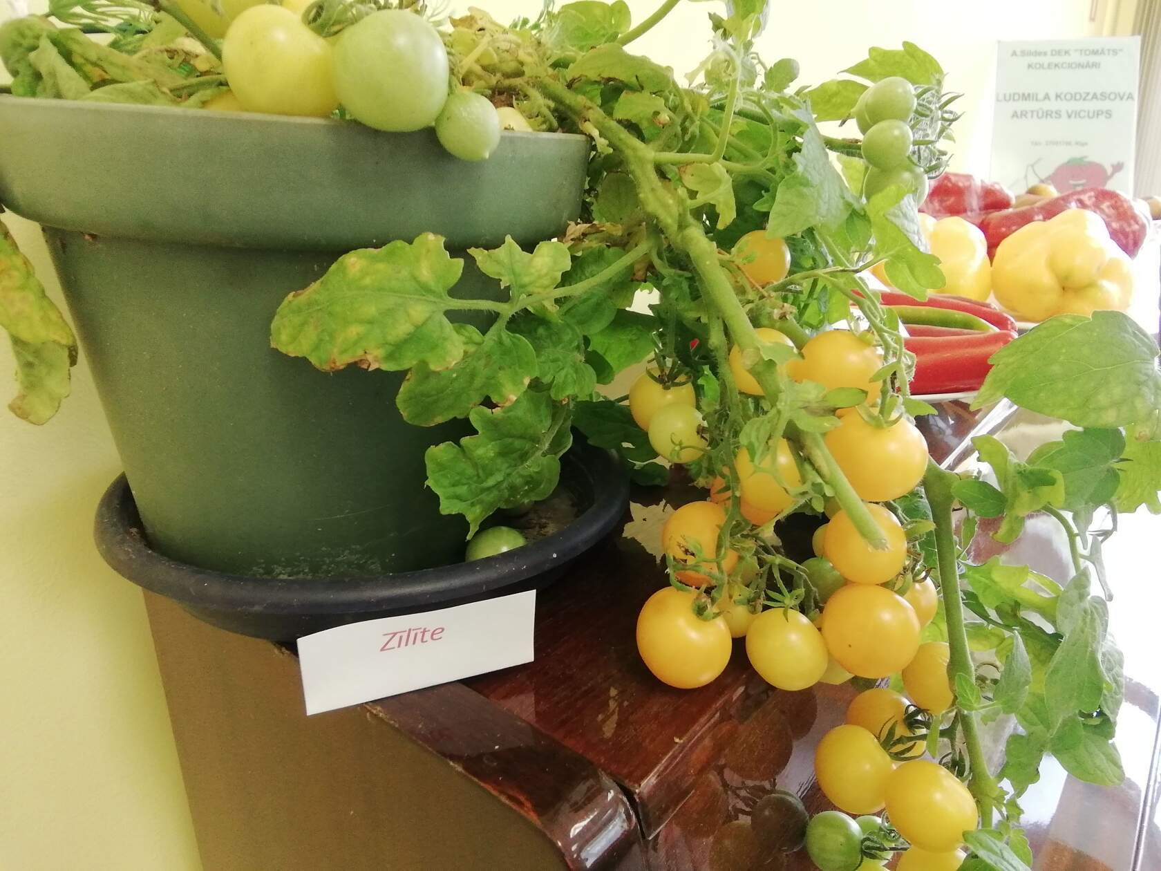 1013- Titmouse / Синичка