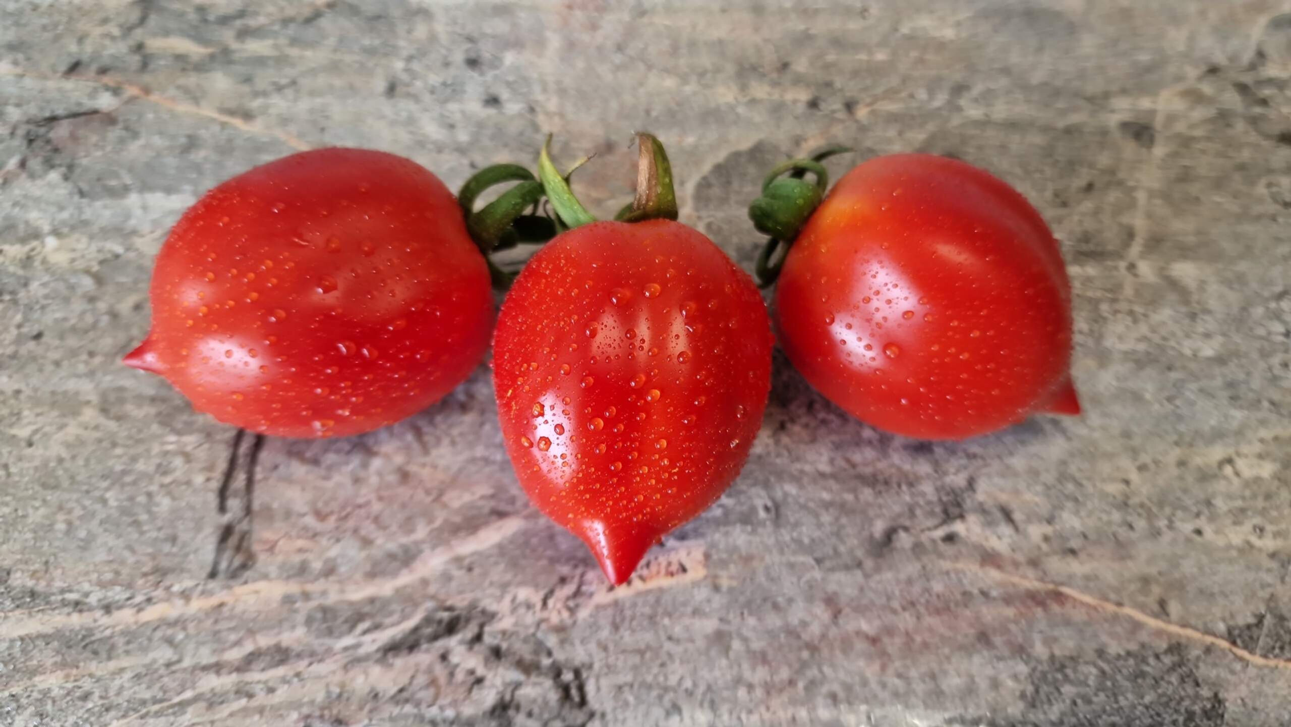 316 - Geranium kiss   / Поцелуй герани