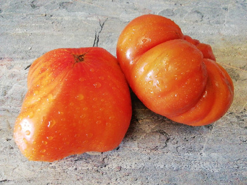 3851 - Yvuntian Giant / Ивунтянский Великан | Tomatoeden
