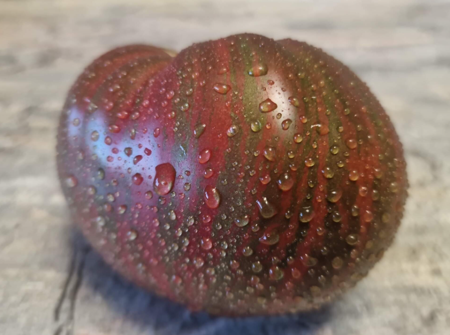 4298 - Dwarf Purple Rain / Гном Фиолетовый дождь