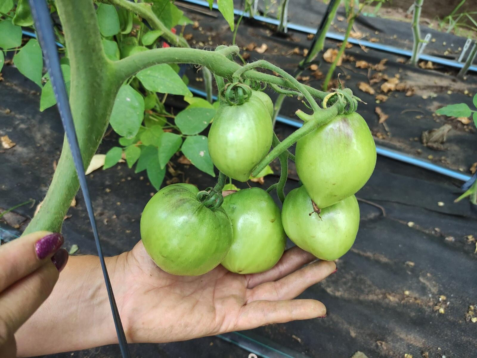 2867А - Pascal from Picardy heart-shaped red Паскаль из Пикардии сердцевидный кр