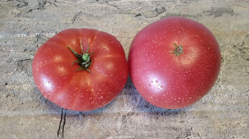 3503 - Dwarf Rosella Giant / Гном Розелла гигант