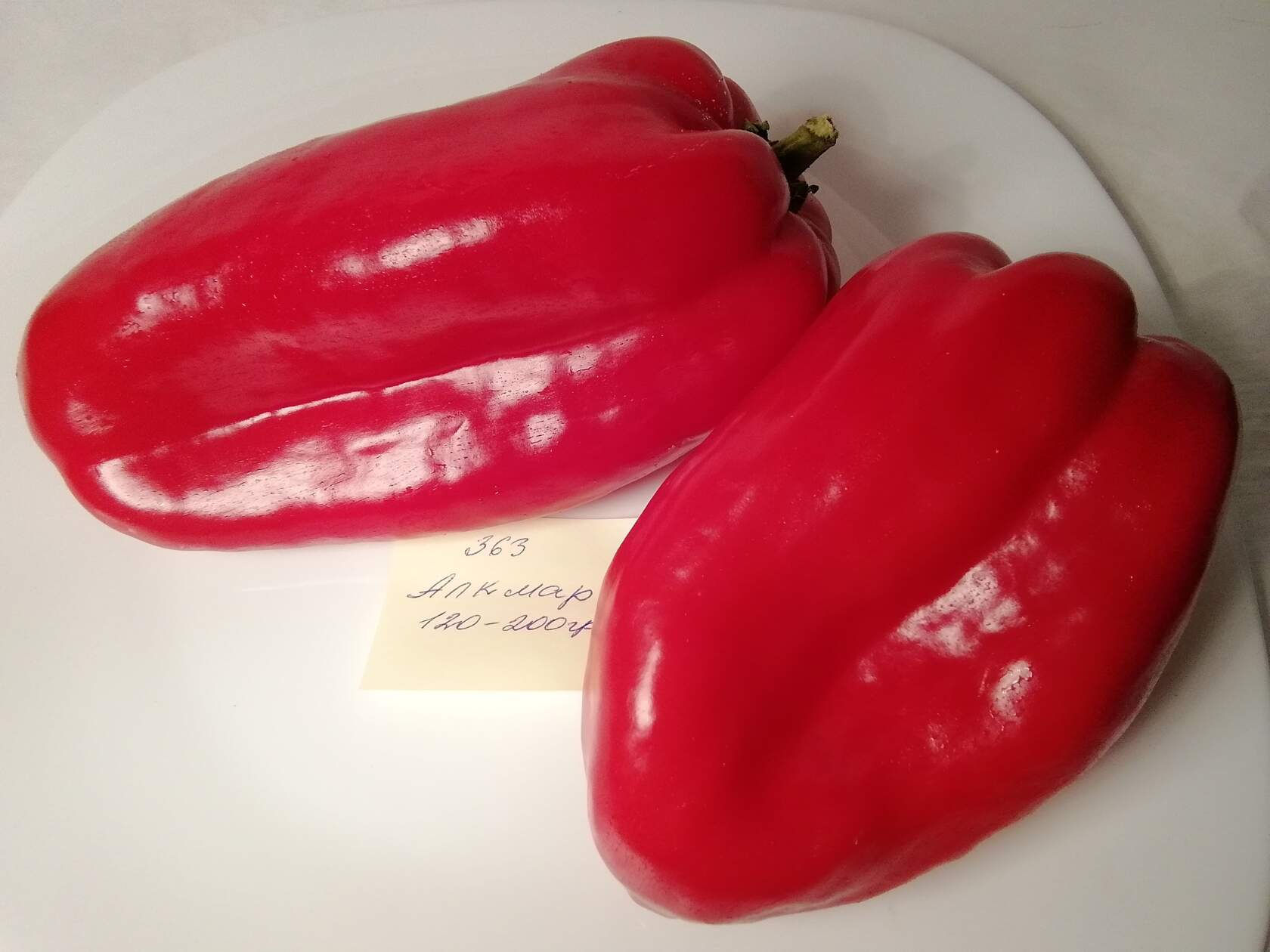 П 363 - Alkmar  / Алкмар