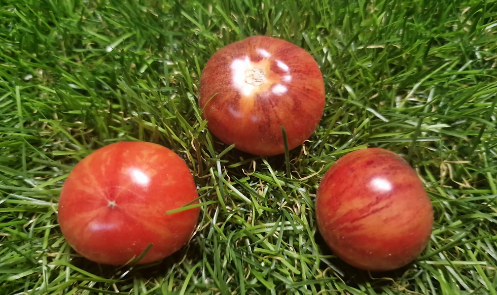 4884 - Raspberry burst / Малиновый взрыв