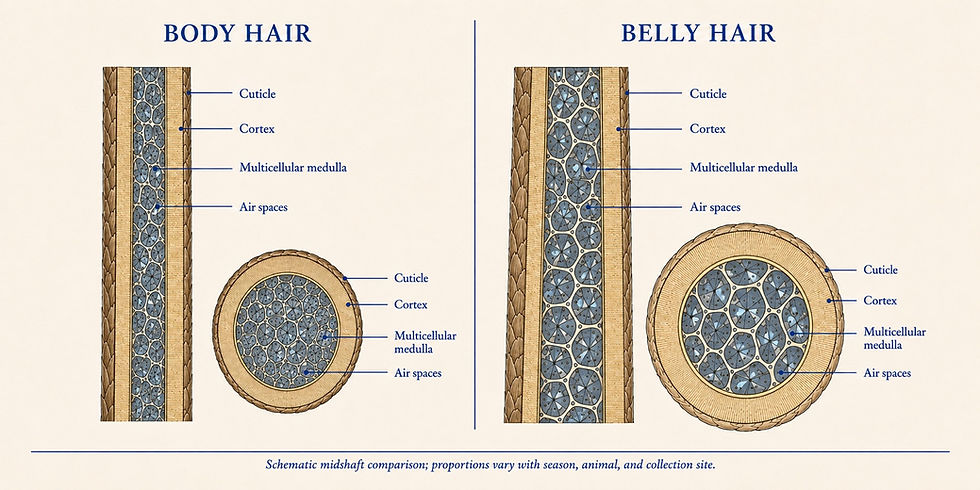 Illustrated comparison of body hair and belly hair, with labeled longitudinal views and cross-sections.