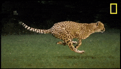 CreepyBoldEyelashpitviper-max-1mb.gif