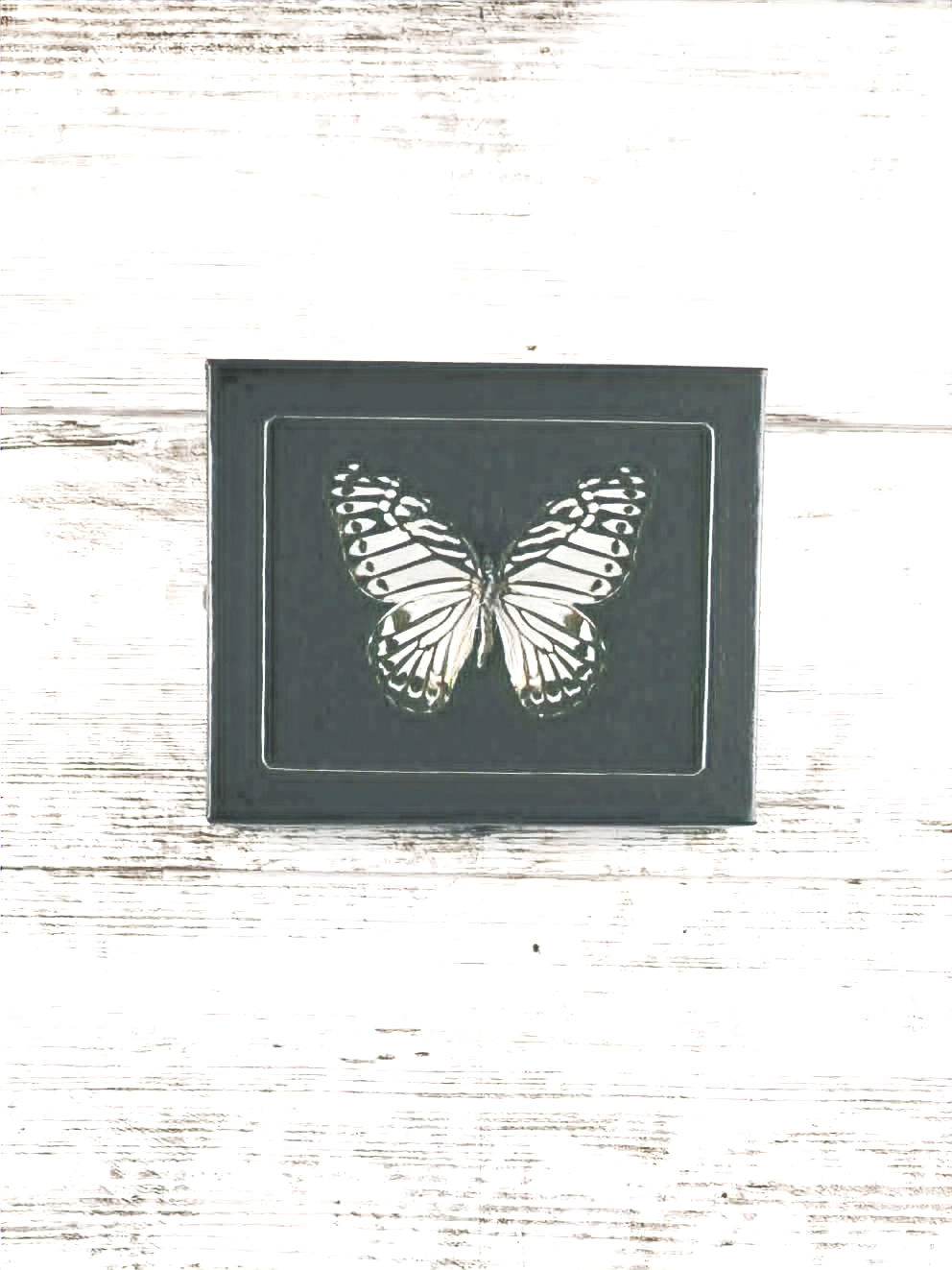 4” x 5” Malayan Zebra Butterfly