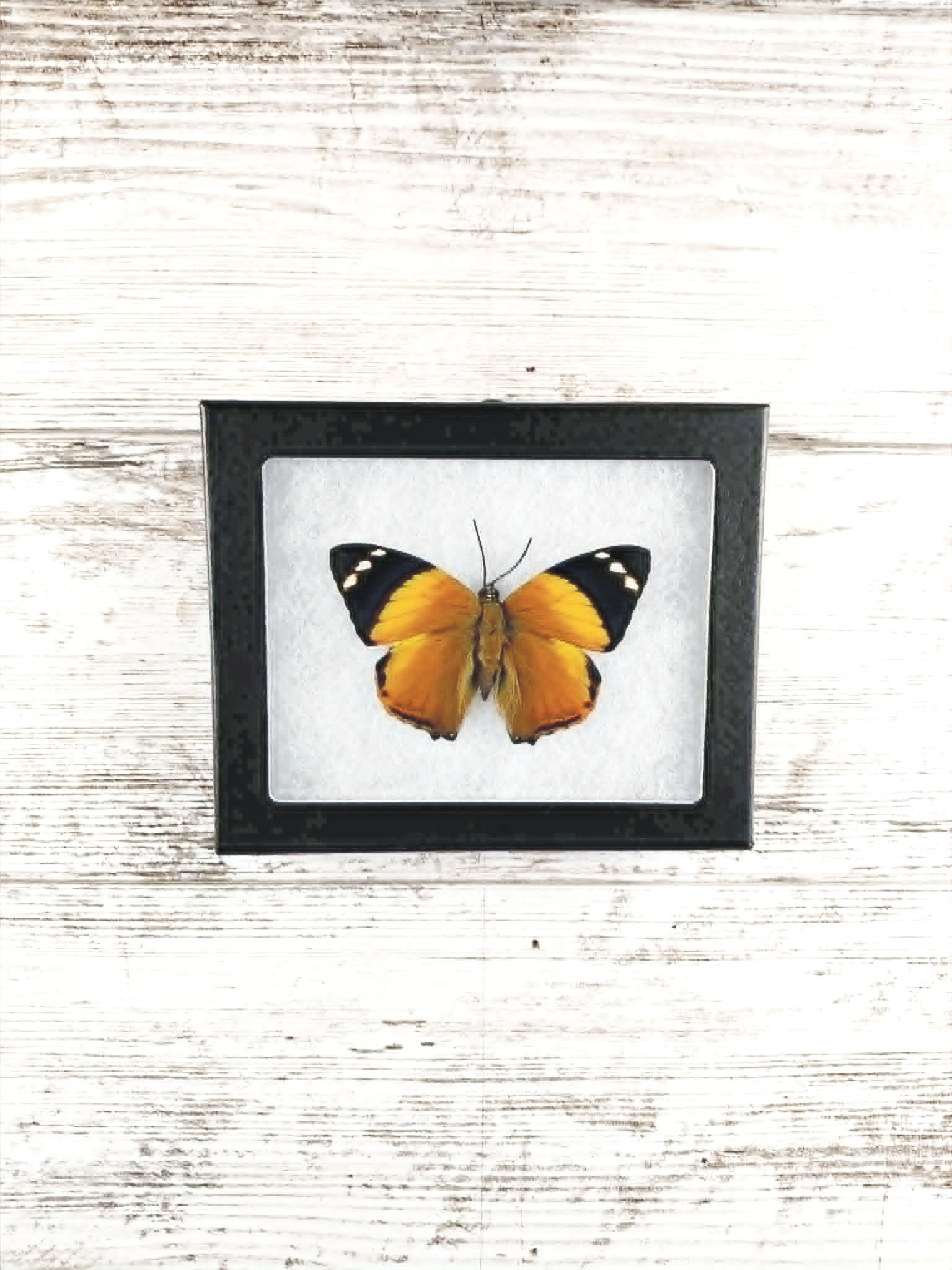 4” x 5” Blomfild's Beauty Butterfly