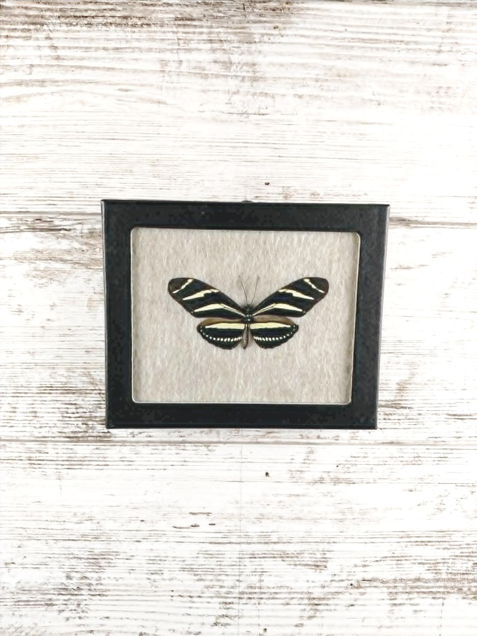 4” x 5” Zebra Longwing Butterfly