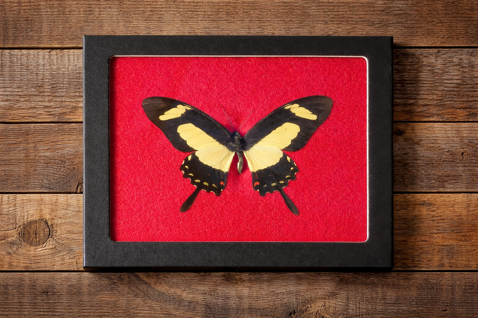 1 - 5” x 6” Framed 1 Butterfly w/ Color Background