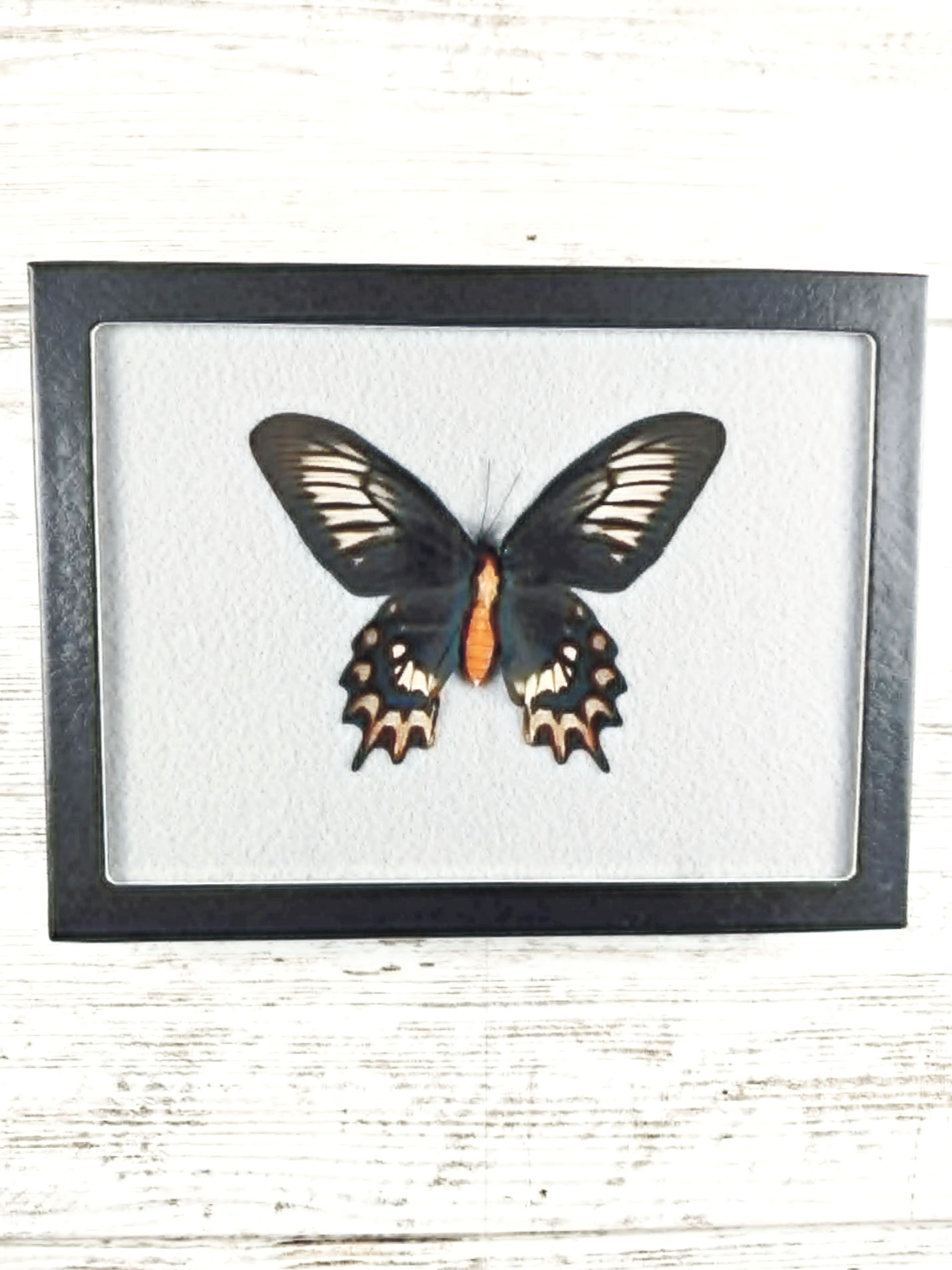 6” x 8” Philippine Batwing Butterfly