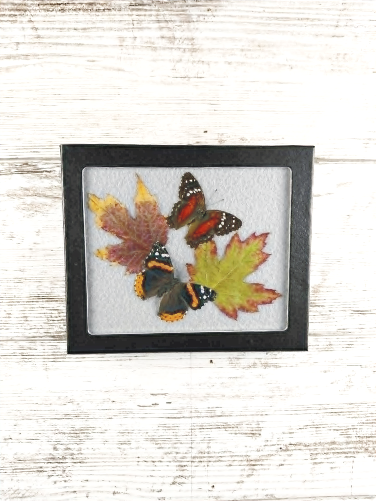 5” x 6” Scarlet Peacock & Red Admiral Butterflies