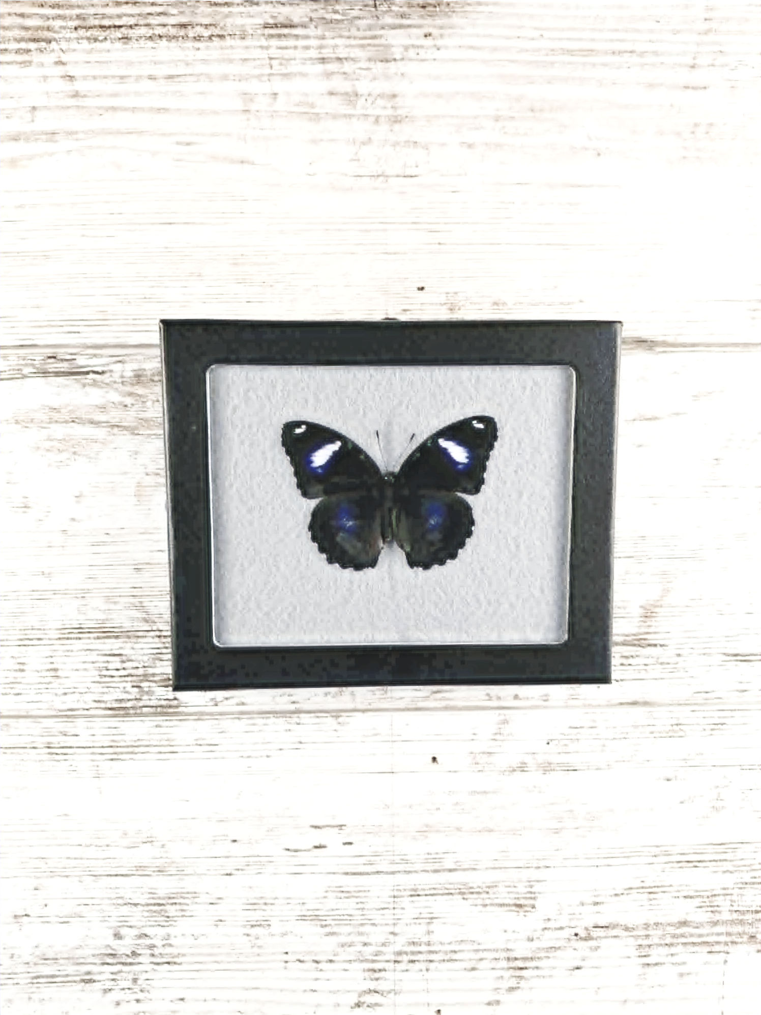 4” x 5” Blue Moon Butterfly