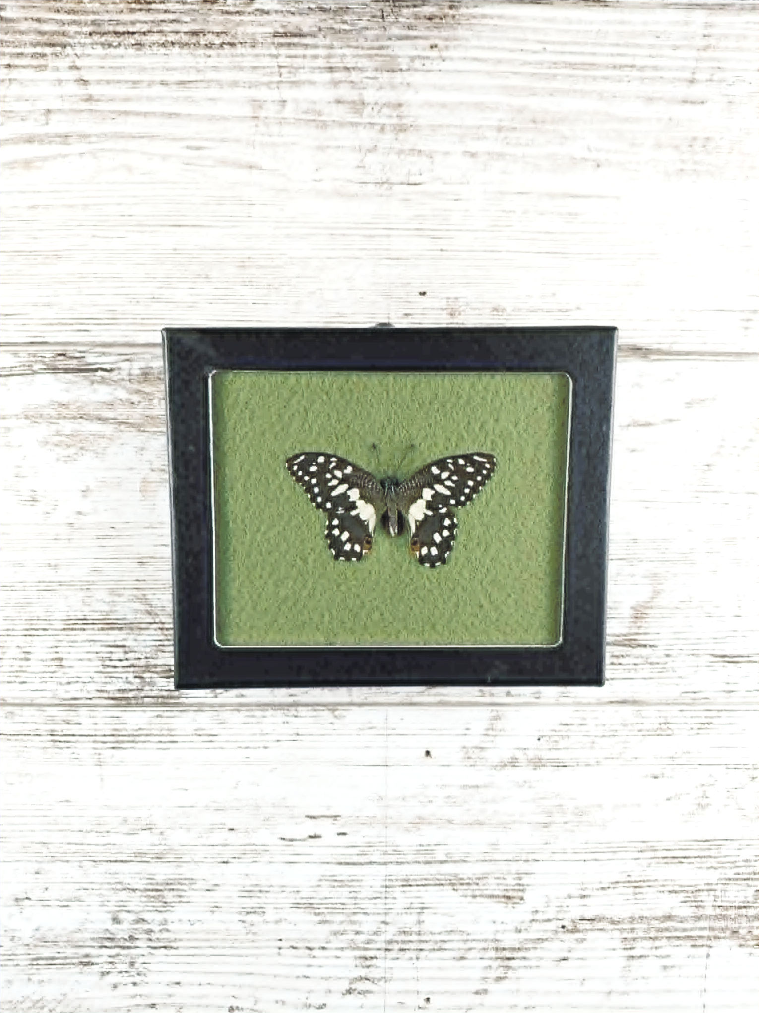 4” x 5” Dingy Swallowtail Butterfly