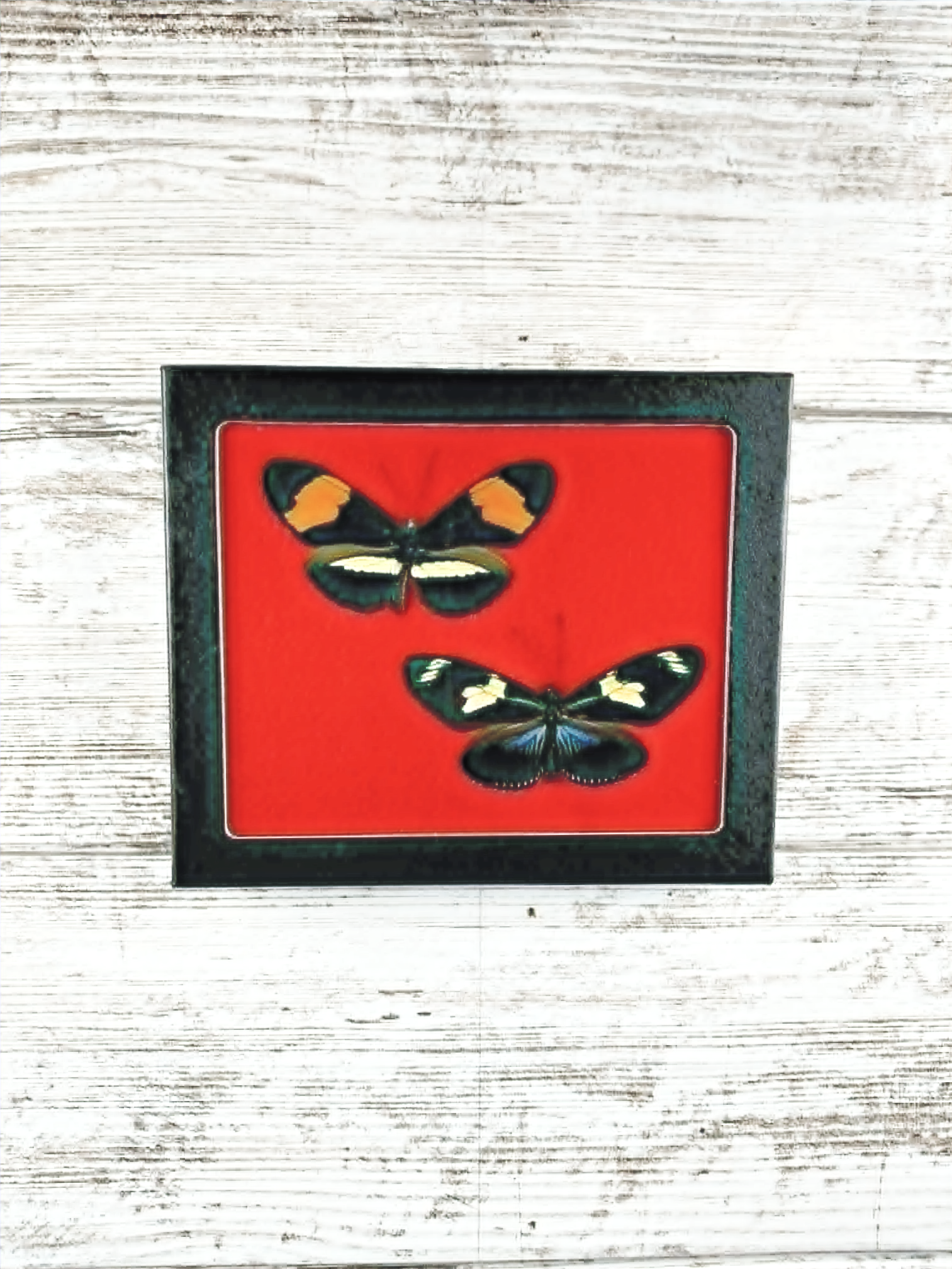 5” x 6” Common Postman & Doris Longwing Butterflies