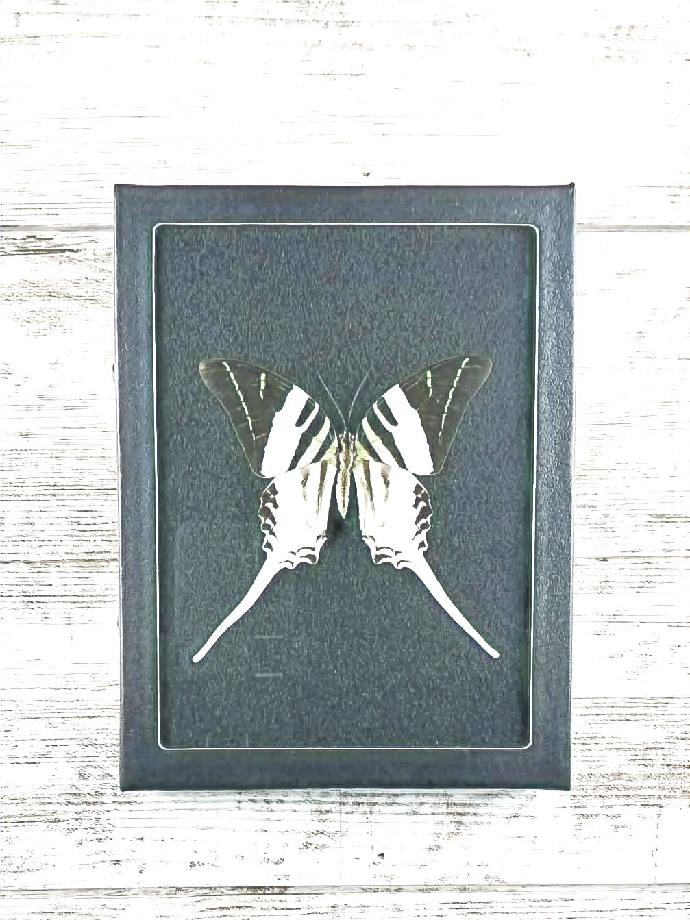 6” x 8” Giant Swordtail Butterfly