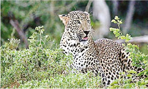 Roaring destination for big cats, TN 4th among states in leopard count