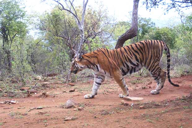 Tiger population in Tamil Nadu may increase: Forest Minister Tiger population in Tamil Nadu may increase: Forest Minister