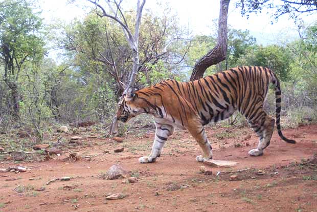 Tiger population in Tamil Nadu may increase: Forest Minister