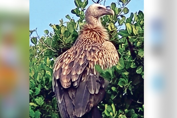 Rare Himalayan Vultures Spotted At Point Calimere in Tamil Nadu