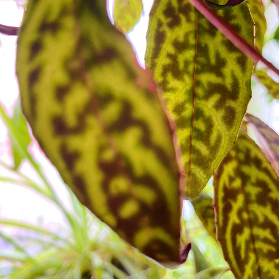 Thumbnail: Aeschynanthus marmoratus AKA Marmalade or Zebra Lipstick trailing plant