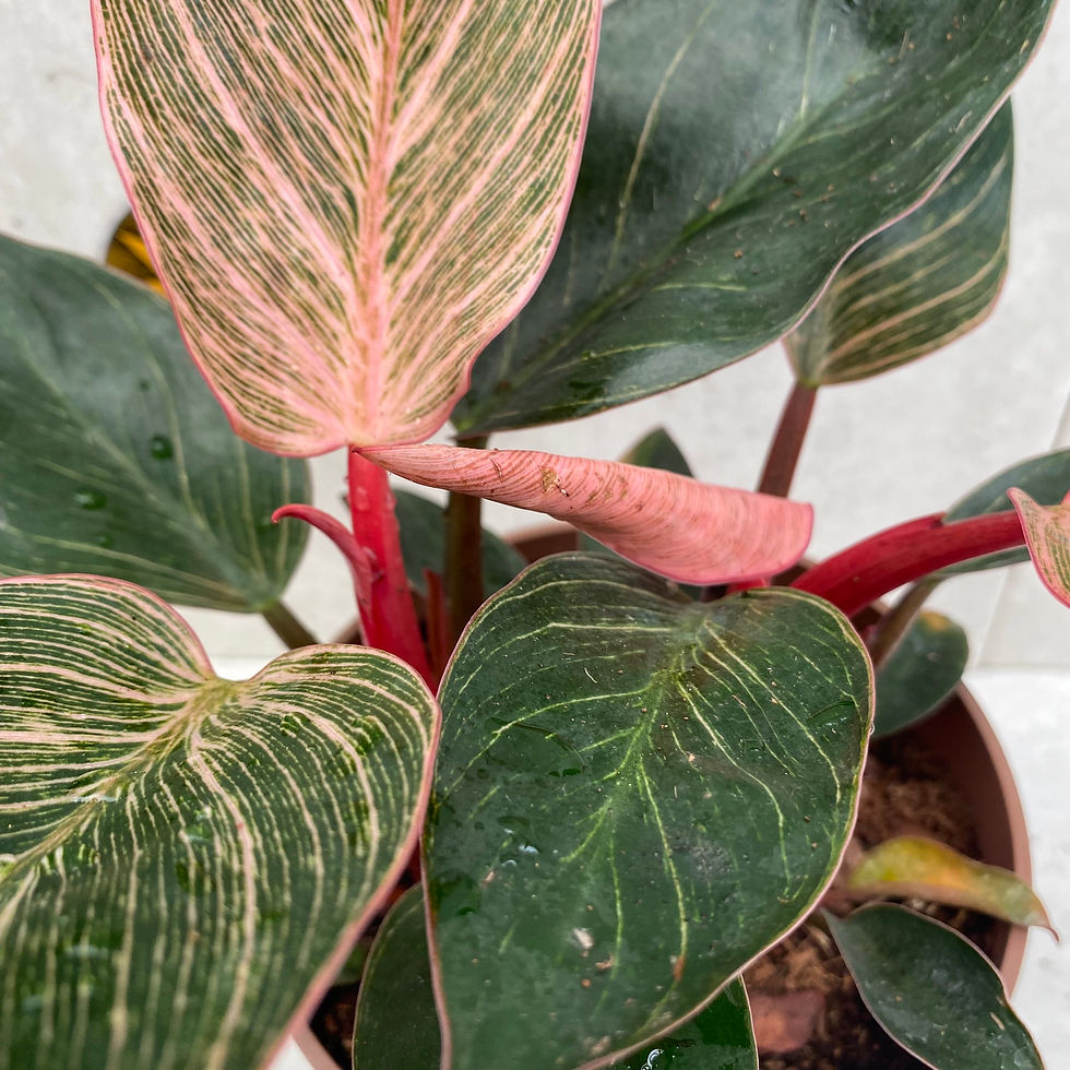 Thumbnail: Philodendron ‘Pink Bikini' pink veined cultivar