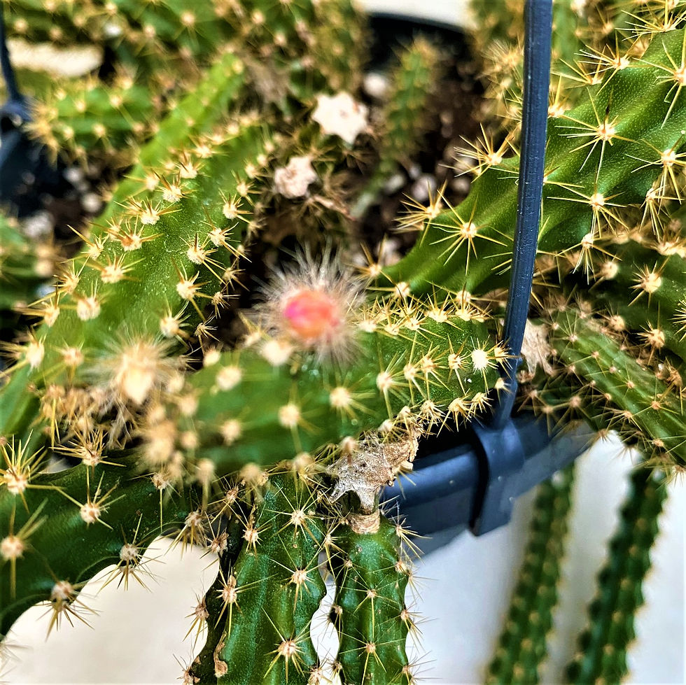 Thumbnail: Aporocactus x mallisonii flowering epiphytic trailing jungle cactus