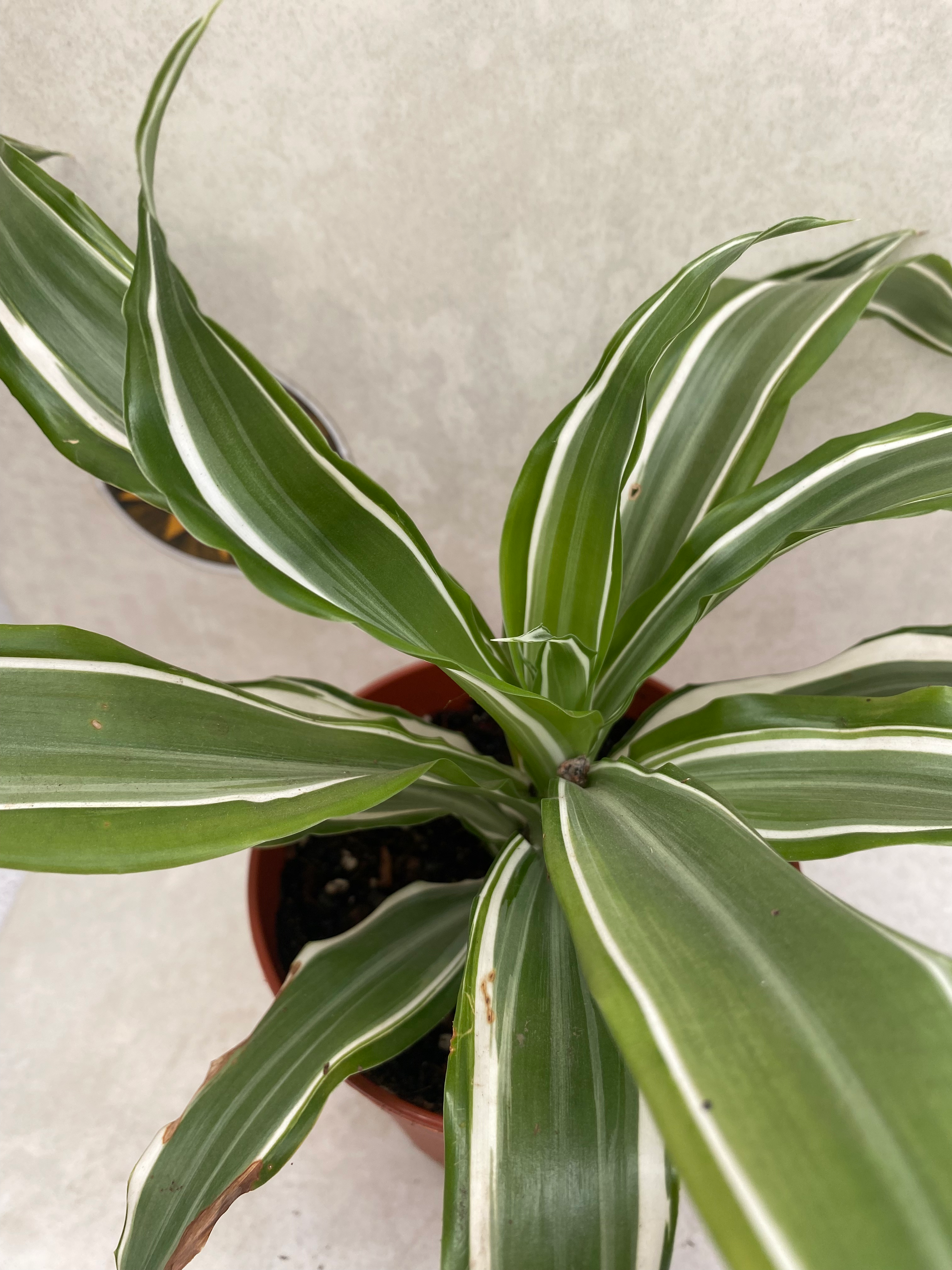 Dracena fragrans 'White Jewel'