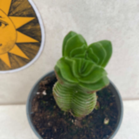 Crassula 'Buddha's Temple' AKA Jacob' Beard geometric slow growing succulent