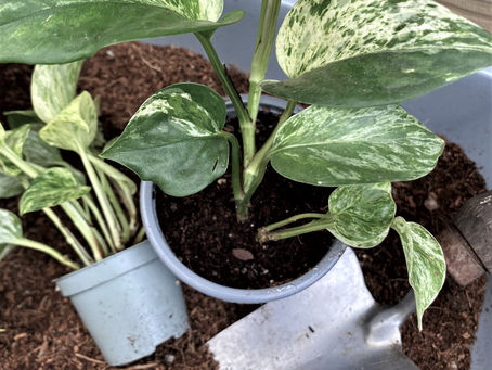 Our Top Tips for Repotting Your Houseplants