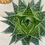 Thumbnail: Gasteria 'Aurora' dense rosette of fleshy green leaves with finely serrated edge