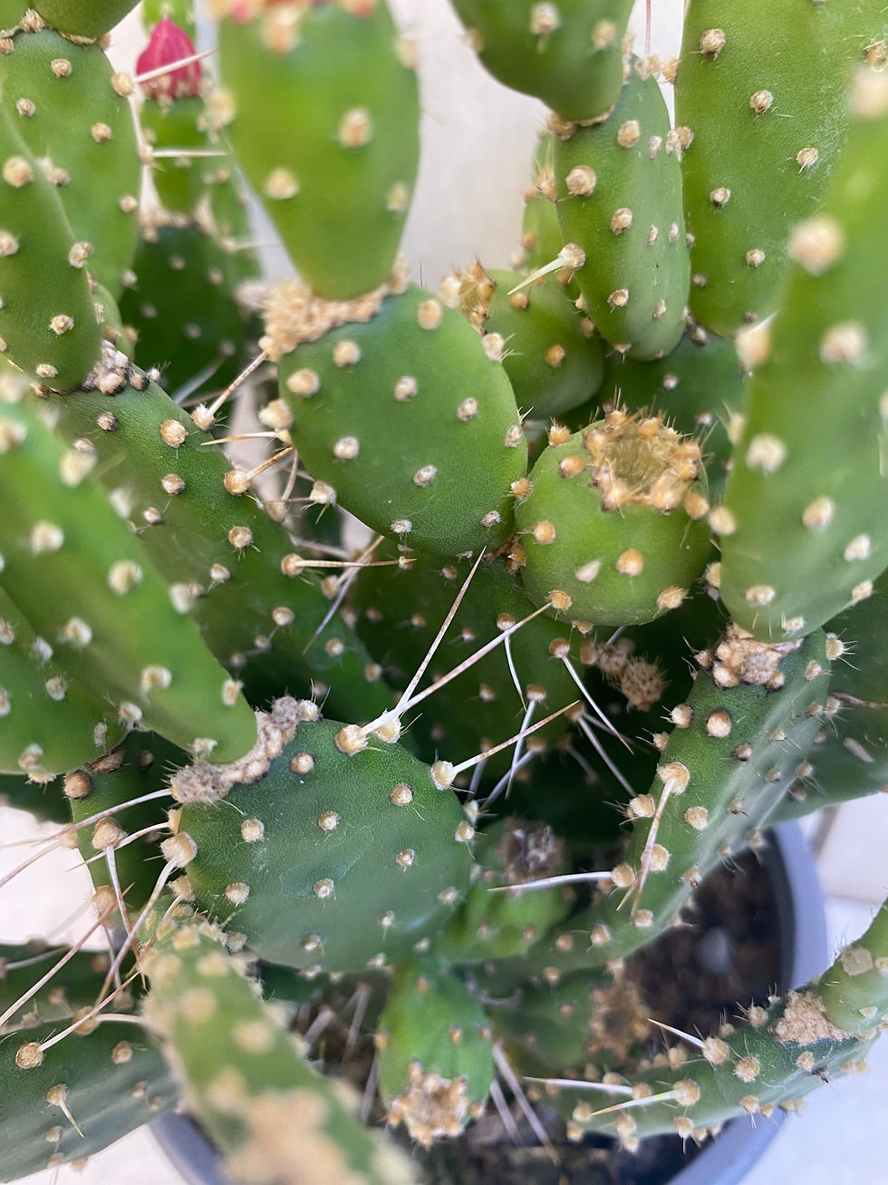 Thumbnail: Opuntia quitensis easy care indoor red & orange flowering cactus