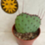 Opuntia phaeacantha Var. 'Purple Mesa'