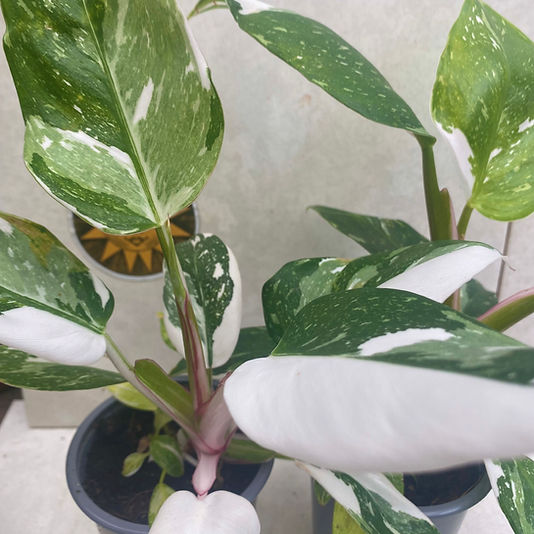 zz plant toxicity ZZ Plant – Liberty Landscape Supply main image 1