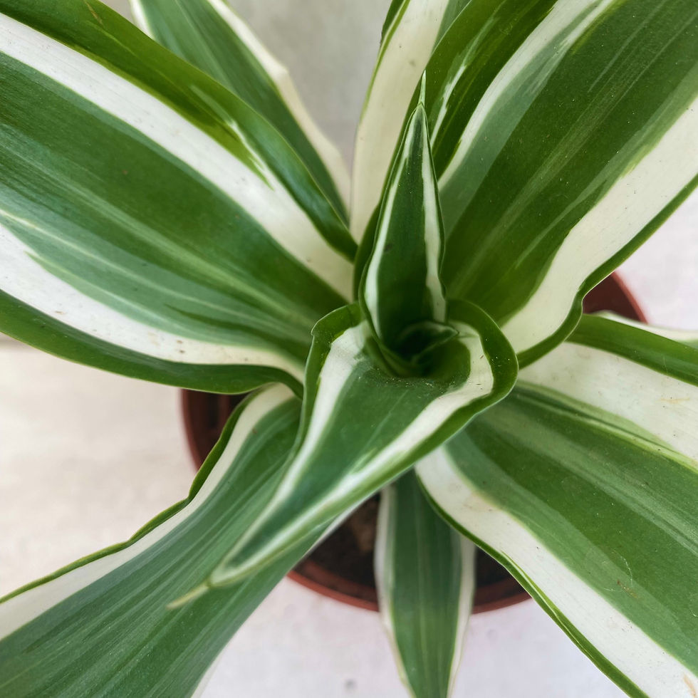 Thumbnail: Dracena fragrans 'White Jewel'