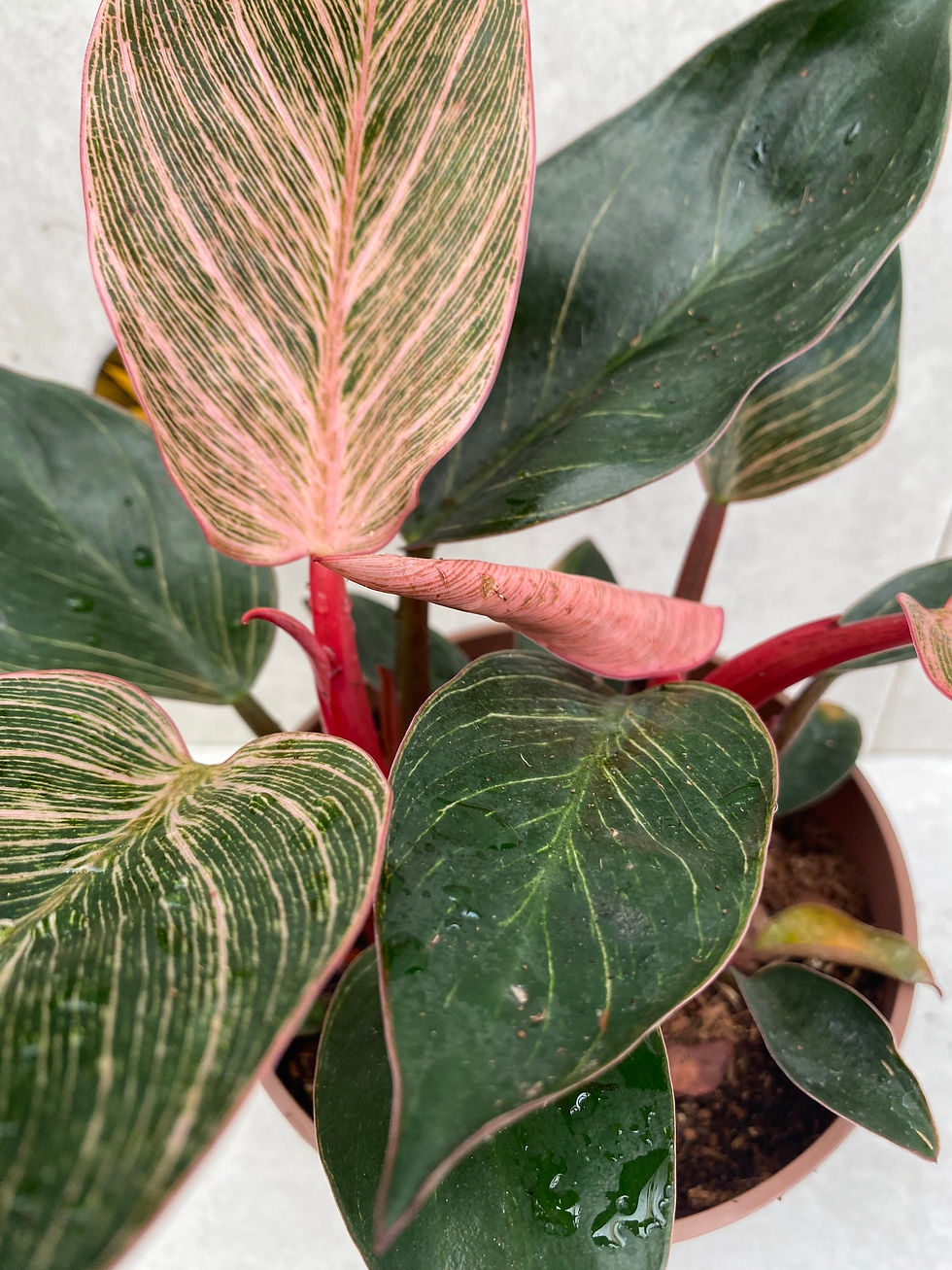 Thumbnail: Philodendron ‘Pink Bikini' pink veined cultivar