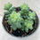 Thumbnail: Sedum Burrito blue jade slow growing succulent flowering easy care plant