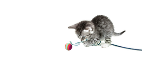 Pet Wellness store