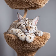 snow lynx point bengal sleeping in cat tree
