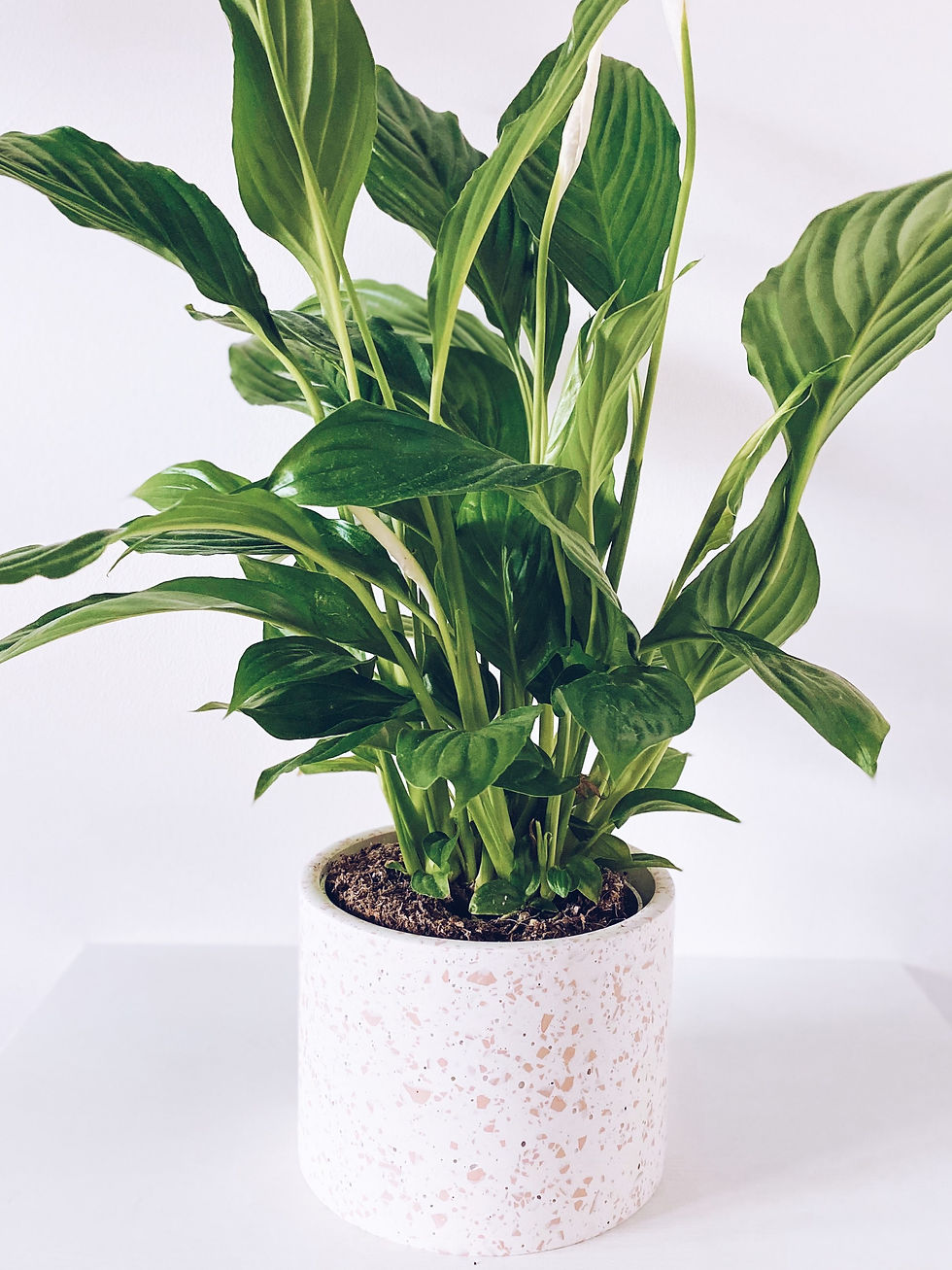 Thumbnail: Coral Blush Terrazzo Planter
